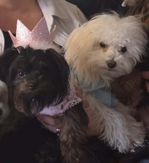 Phoebe in a pink crown cuddled up with Yeti